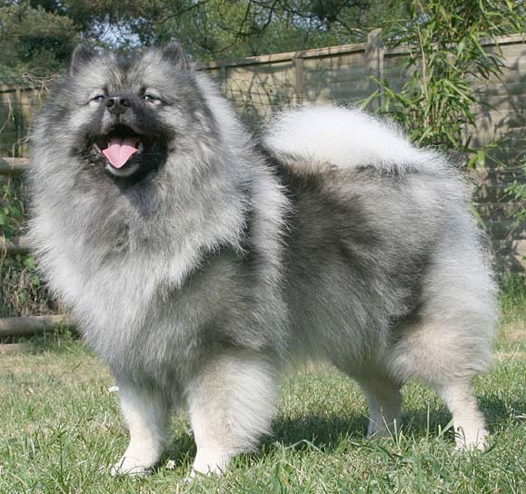 WOLFSPITZ